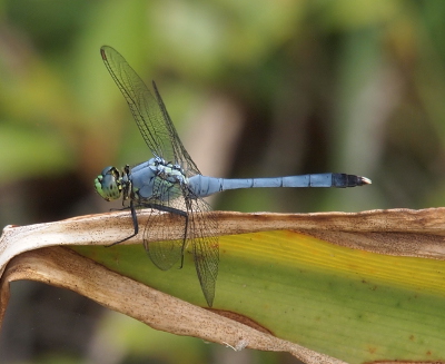 [Side view of the dragonfly holding a horizonal, large leaf.]
